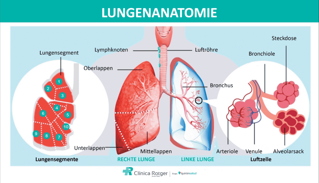 Anatomie-Lungenchirurgie-Thorax-Dr-Francisco-Carrera
